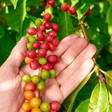 Casa Loli Y Agaete (Gran Canaria)